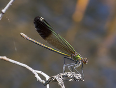Calopteryx aequabilis