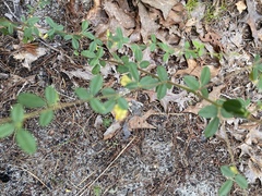 Rhynchosia cytisoides