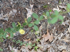 Rhynchosia cytisoides