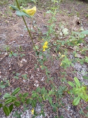 Rhynchosia cytisoides