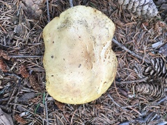 Boletaceae