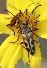 Typocerus octonotatus