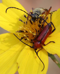 Typocerus octonotatus