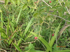 Cyphostemma hypoleucum