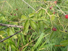 Cyphostemma hypoleucum