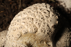 Calvatia