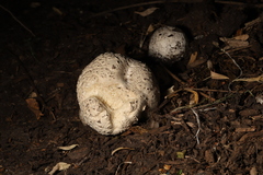 Calvatia