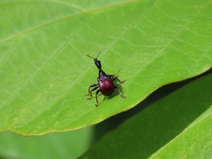 Paracycnotrachelus chinensis