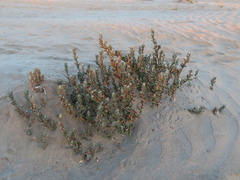 Polygonum maritimum
