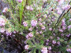 Erica similis