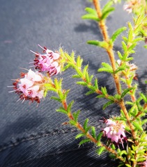 Erica similis