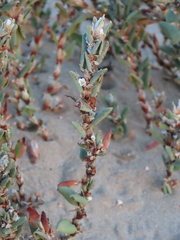 Polygonum maritimum