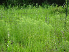 Helianthus salicifolius