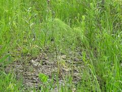 Helianthus salicifolius