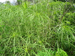 Helianthus salicifolius