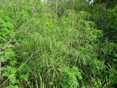 Helianthus salicifolius