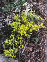 Sedum acre