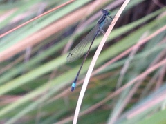Ischnura evansi