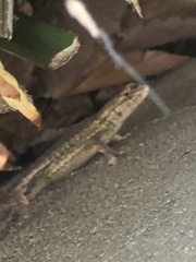 Sceloporus occidentalis