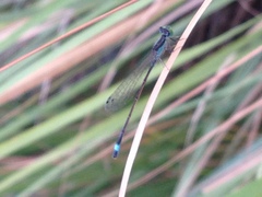Ischnura evansi
