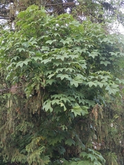 Kalopanax septemlobus