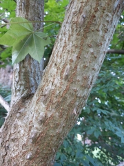 Kalopanax septemlobus