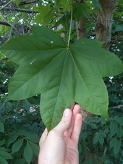 Kalopanax septemlobus