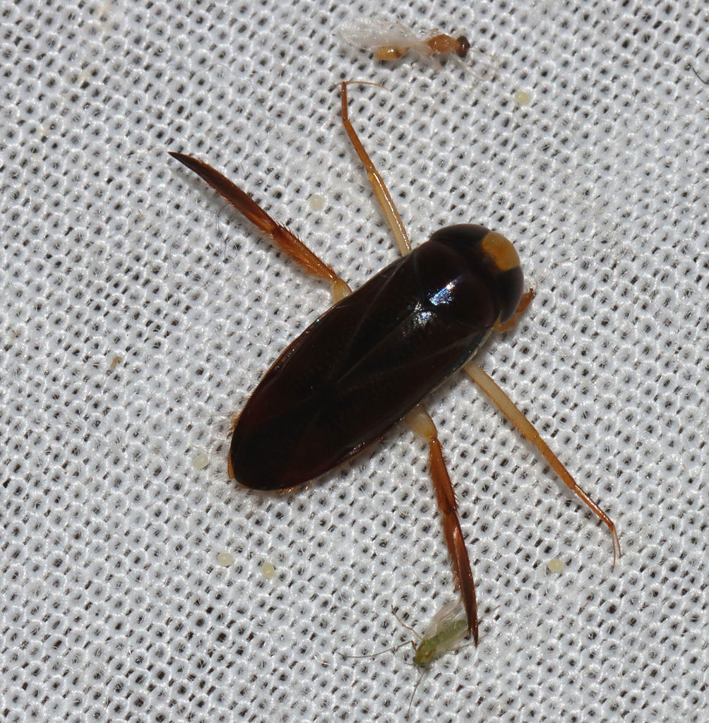 Hesperocorixa lucida