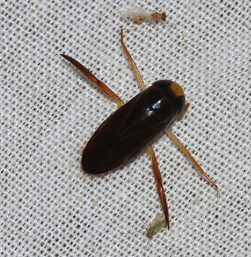 Hesperocorixa lucida