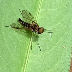 Chrysopilus fasciatus