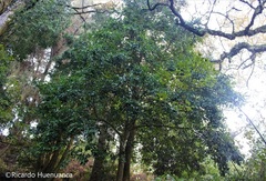 Laurelia sempervirens