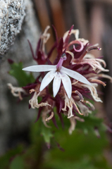 Lobelia jasionoides
