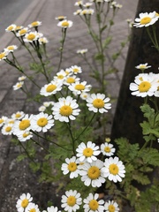 Tanacetum parthenium