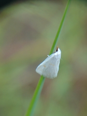 Leptosteges
