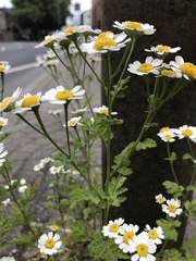 Tanacetum parthenium