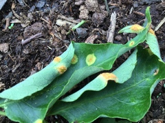 Puccinia sparganioidis