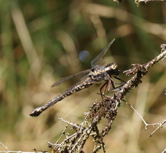 Austroaeschna subapicalis