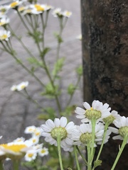 Tanacetum parthenium