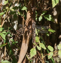 Austroaeschna subapicalis