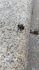 Xylocopa virginica