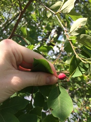 Amelanchier × neglecta