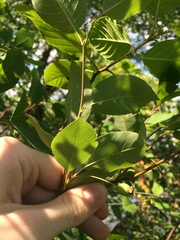 Amelanchier × neglecta