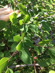 Amelanchier × neglecta