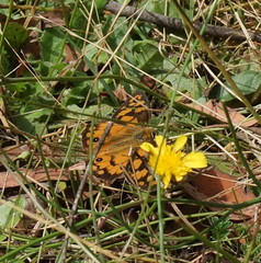 Heteronympha penelope