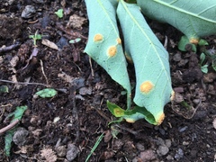 Puccinia sparganioidis