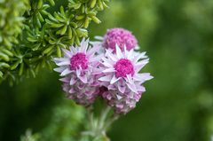 Lachnospermum umbellatum