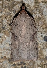 Meritastis polygraphana