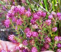 Erica similis