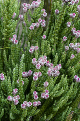 Lachnospermum umbellatum