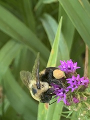Bombus griseocollis